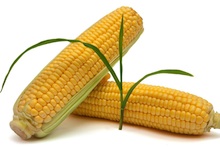 Corn and corn sprout